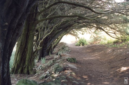 Shady path - Chemin ombragé