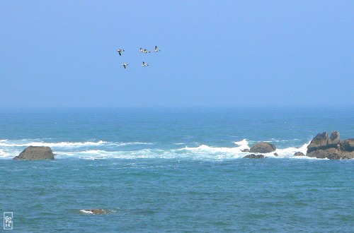 Common shelducks in Brignogan - Tadornes de Belon à Brignogan