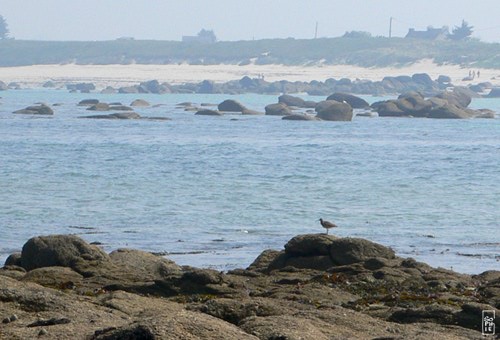 Eurasian curlew in Brignogan - Courlis cendré à Brignogan