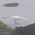 Egret