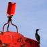 Shags on La Malouine tower