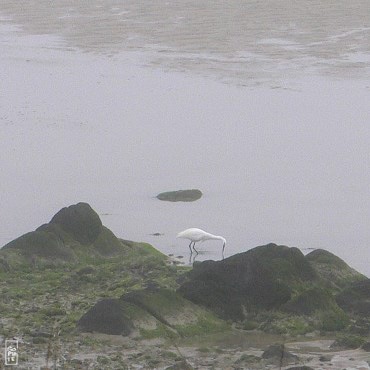 Egret in the fog - Aigrette dans la brume