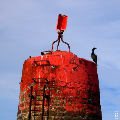 European shag on La Malouine tower - Cormoran sur la tourelle de La Malouine