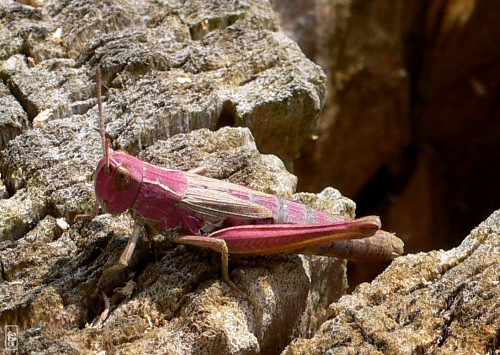 Red grasshopper - criquet rouge