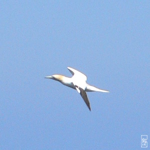 Gannet - Fou de Bassan