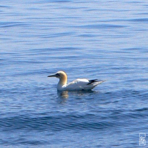 Gannet on the water - Fou de Bassan posé sur l’eau