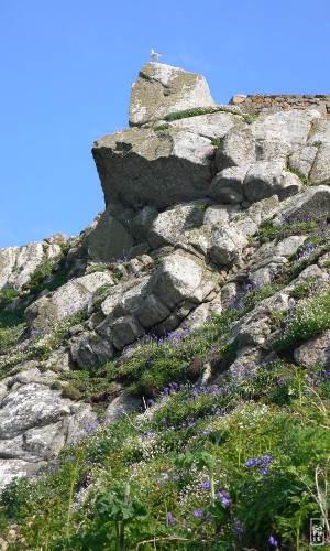 Rock and flowers - Rochers et fleurs