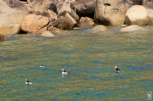 Atlantic puffins - Macareux moines