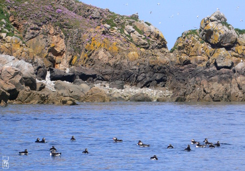 Atlantic puffins - Macareux moines