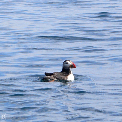 Atlantic puffin - Macareux moine