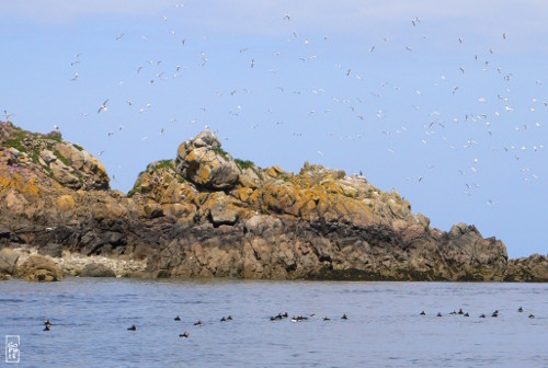 Riouzig island - Île Riouzig