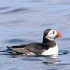 Atlantic puffin