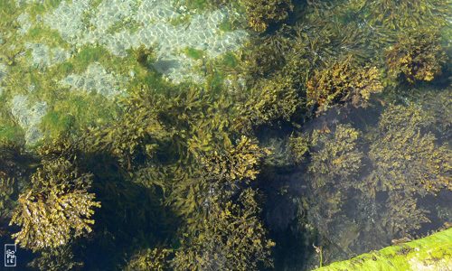 Brown alga next to the quay - Goémon près de la cale