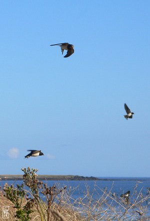 Barn swallows - Hirondelles rustiques