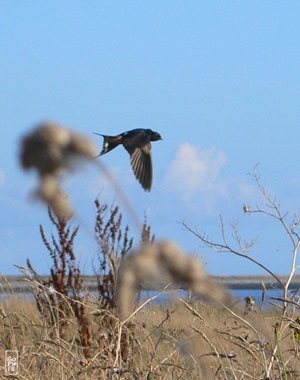 Barn swallows - Hirondelles rustiques