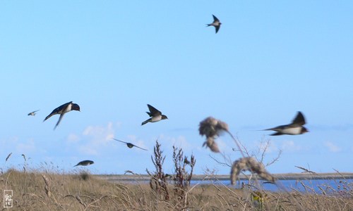 Flock of swallows - Vol d’hirondelles