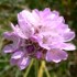 Sea thrift