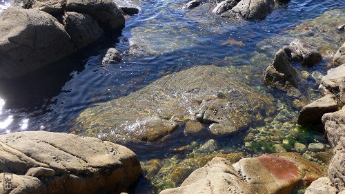 Molène foreshore - Estran de Molène