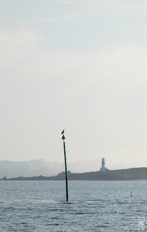 European shag on a beacon - Cormoran sur une bouée