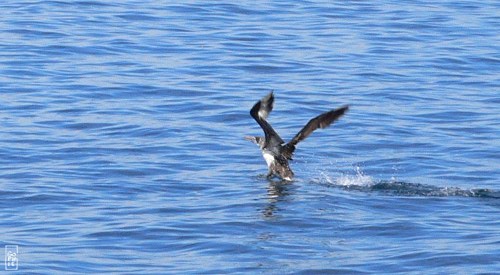 Northern gannet - Fou de Bassan