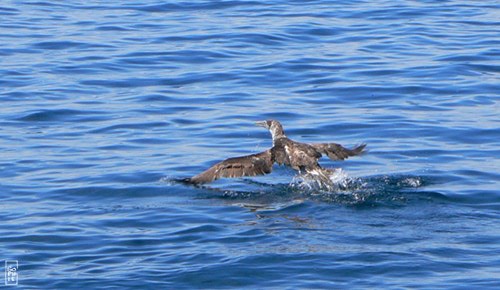 Northern gannet - Fou de Bassan