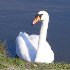 Cygne