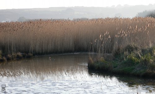 Curnic pond - Étang du Curnic