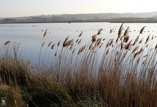 Curnic pond - Étang du Curnic