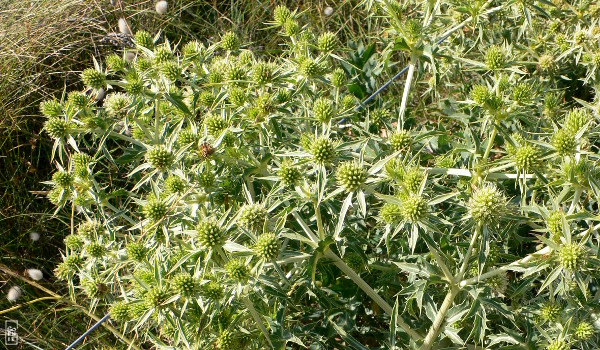 Field eryngo - Panicaut champêtre