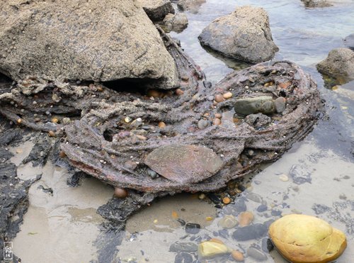 Beached object - Laisse de mer