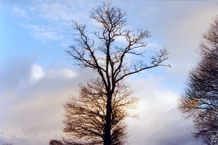 Tree - Arbre