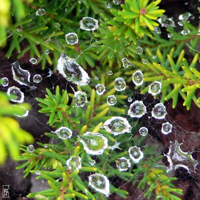 Water drops - Gouttes d’eau