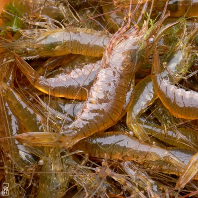 Common prawns - Crevettes bouquet