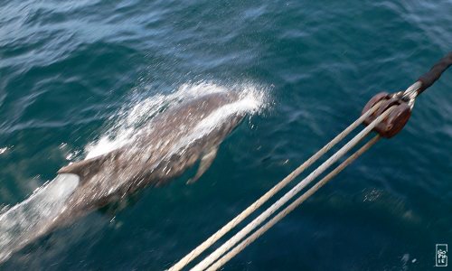 Bottlenose dolphin - Grand dauphin