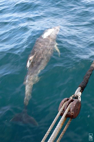 Bottlenose dolphin - Grand dauphin