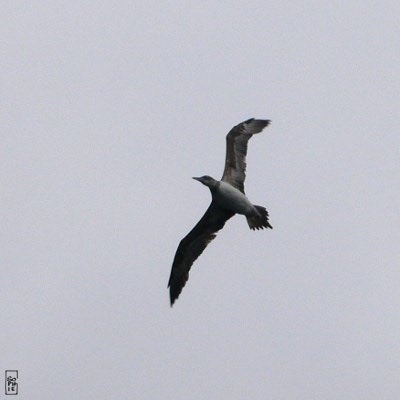 Young gannet - Fou de Bassan juvénile