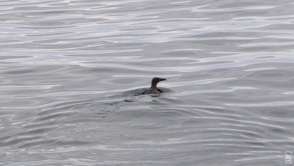 Common guillemot - Guillemot de Troïl