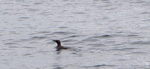 Common guillemot - Guillemot de Troïl