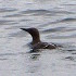 Common guillemot