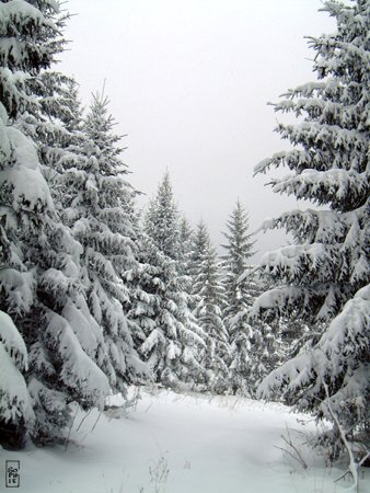 Firs - Sapins