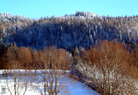 Colours of trees - Couleur des arbres