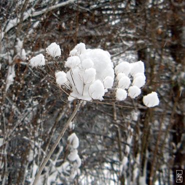 Flower - Fleur