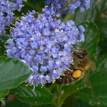 Honey bee - Abeille