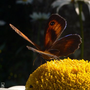 Gatekeeper butterfly - Papillon amaryllis