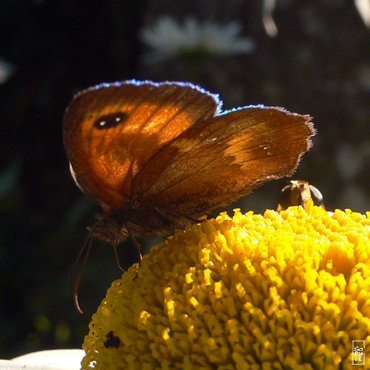 Gatekeeper butterfly - Papillon amaryllis