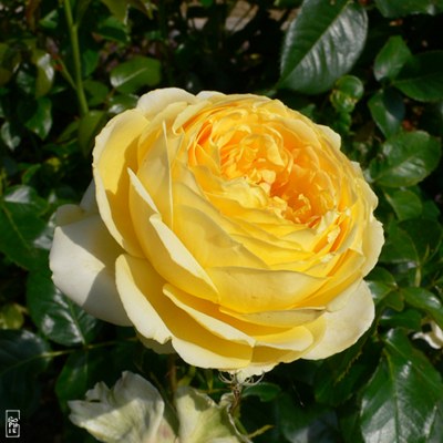 Crab spider on a yellow rose - Araignée crabe sur une rose jaune