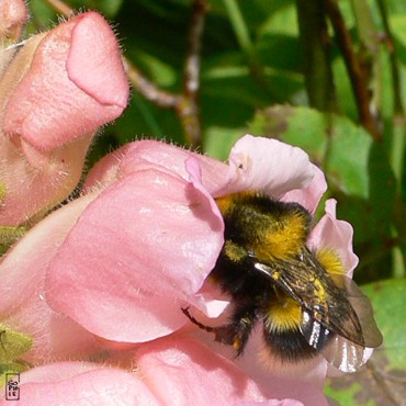 Bumblebee - Bourdon