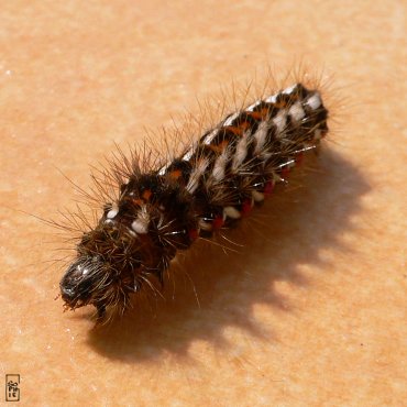 Black, red & white caterpillar - Chenille noire, rouge et blanche