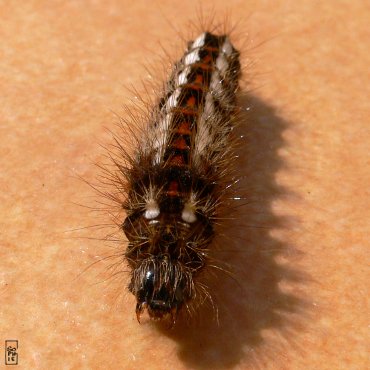 Black, red & white caterpillar - Chenille noire, rouge et blanche