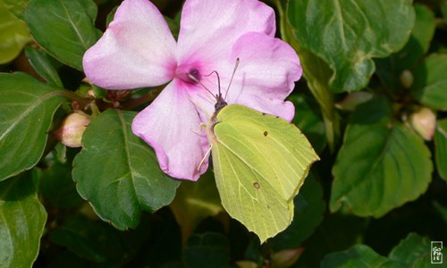 Common brimstone butterfly - Papillon citron